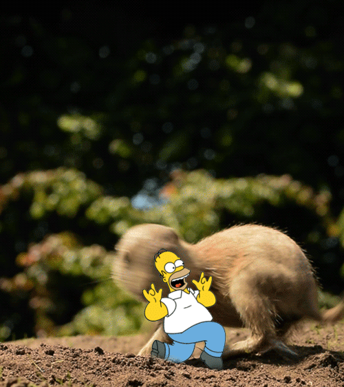 homer-simpson-auf-der-flucht
