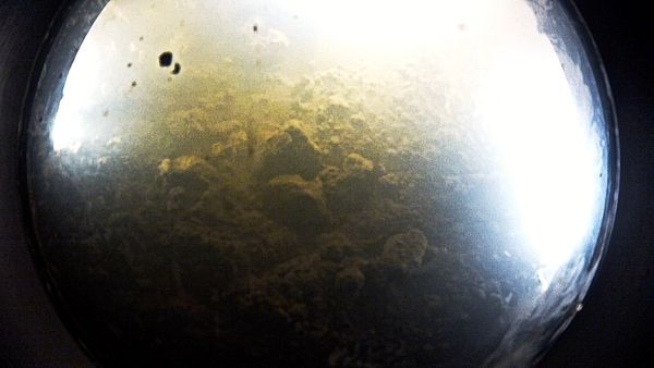 microbial-life-may-have-been-found-antar