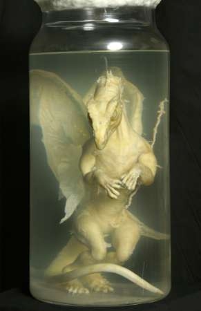 draconian20baby