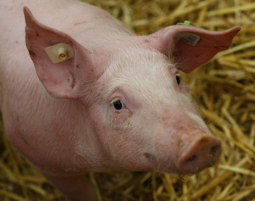 Schwein ddp Michael Urban