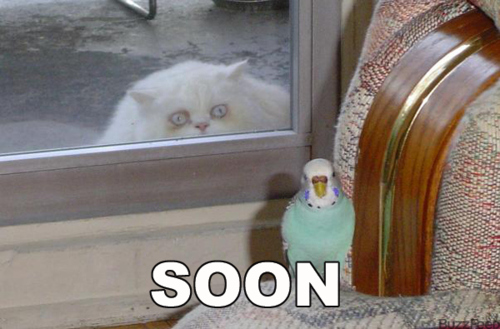 soon-cat-parrot