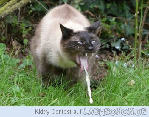 145852 Kotzekatze 1