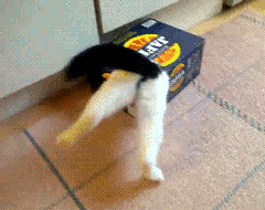 1a5970 original.jpg.gif113