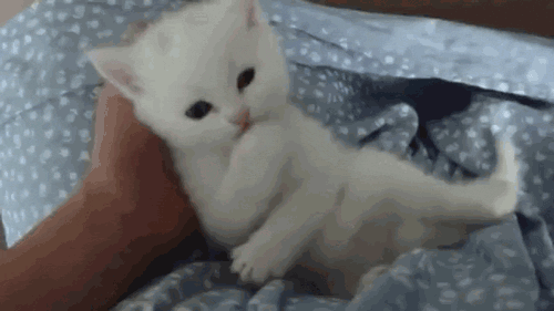 tumblr mucda8Pjdg1sissqgo1 500