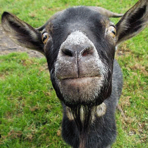 ziege-gif-11