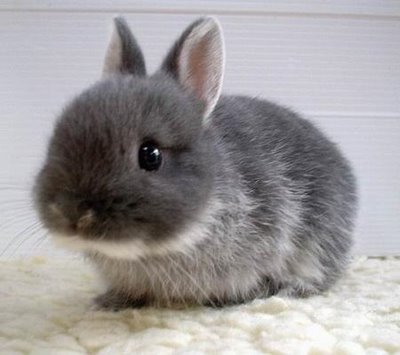 cutebunny012