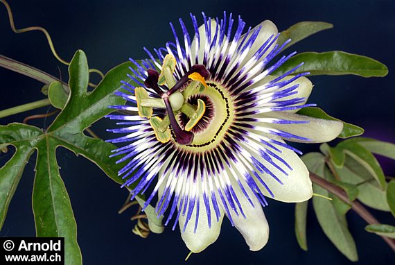 passiflora caerulae