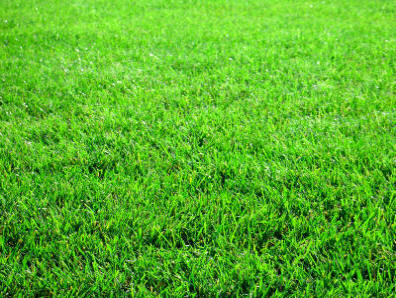 1a79e4 grass