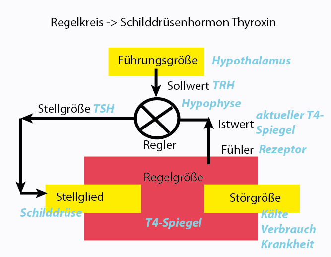 thyroxin-regelkreis-ca