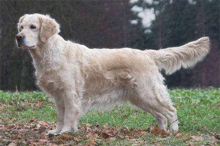golden-retriever-momo