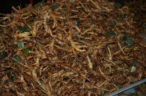 DSC 0224-600x396