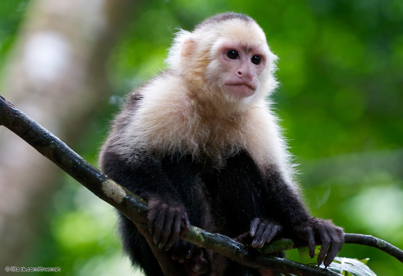 Kapuzineraffe Affe iStock 000008600180