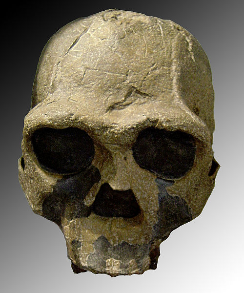 500px-Homo ergaster
