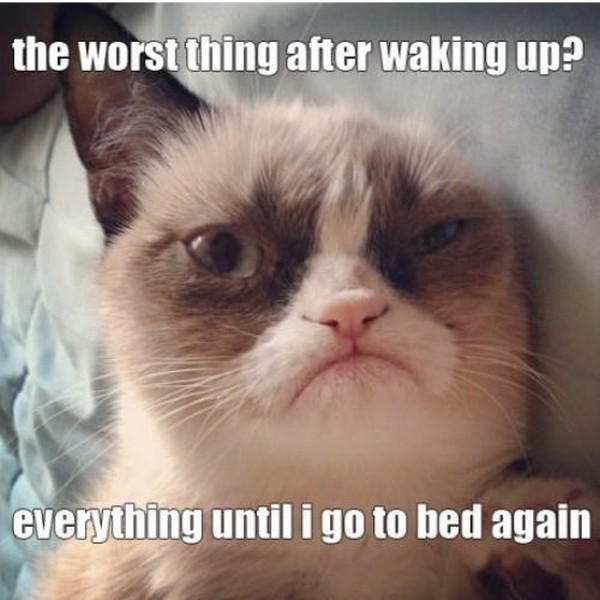 when-a-cat-becomes-cranky09