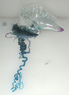 292px-Portuguese Man-O-War 28Physalia ph