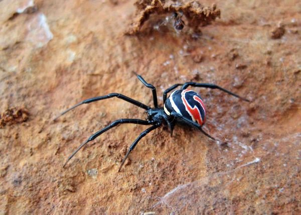 2209528-Beautiful-Spider-0