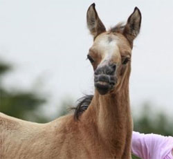 uglypony