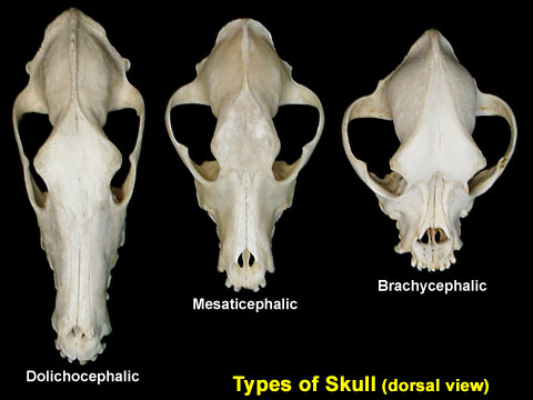 brachy dolicho