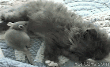 221.gif.pagespeed.ce.f796ZqlJWH