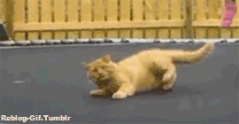 katze-gif-3