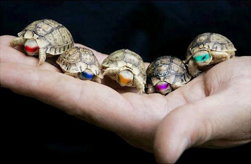 Real-Ninja-Turtles-random-32283362-497-3