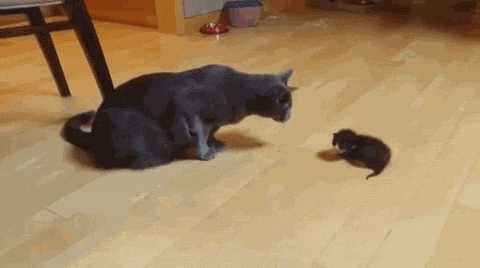 funny-cat-gif-2