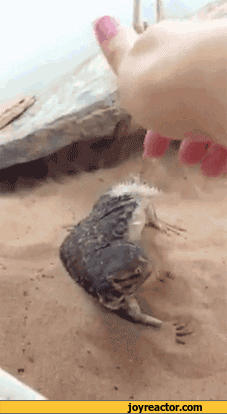 belly-lizard-gif-900706
