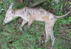 nastyfox