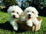 stories.haustiere.hunde.hund bichon fris