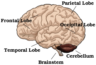 basicbrain
