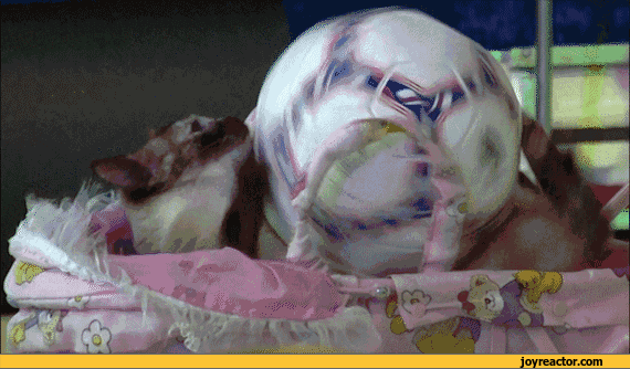 gif-cat-ball-837577