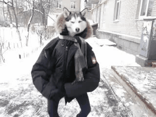 ta6b159 dancing-husky
