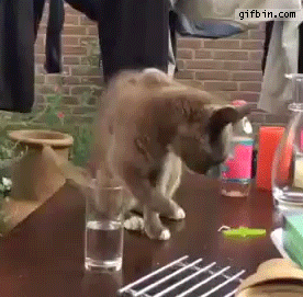 cat-gets-trolled