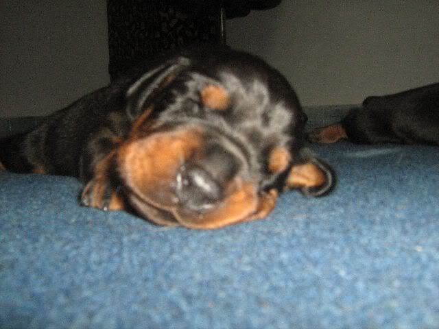 18thdaydobepupps5