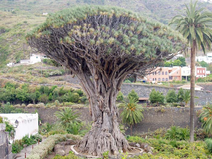 7bce73 Baum9