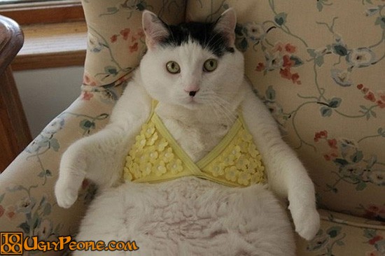Ugly-Cats-59