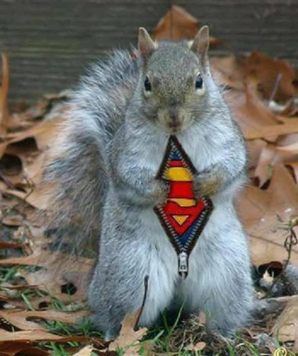 superman-eichhoernchen