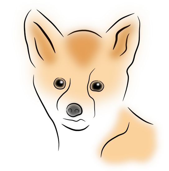 0405af fox allmy