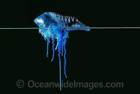 24M1211-46-portuguese-man-of-war