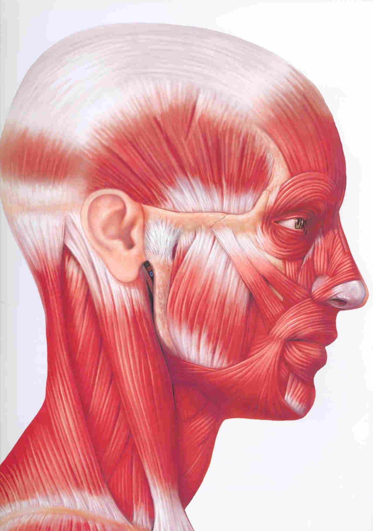 Facial Delight Gesichtsmuskeltrainer Ge