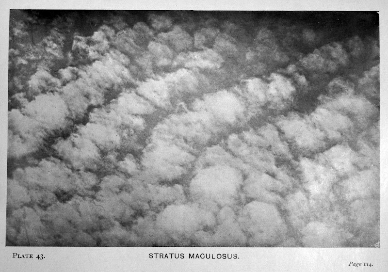 43stratusmaculosuscylju