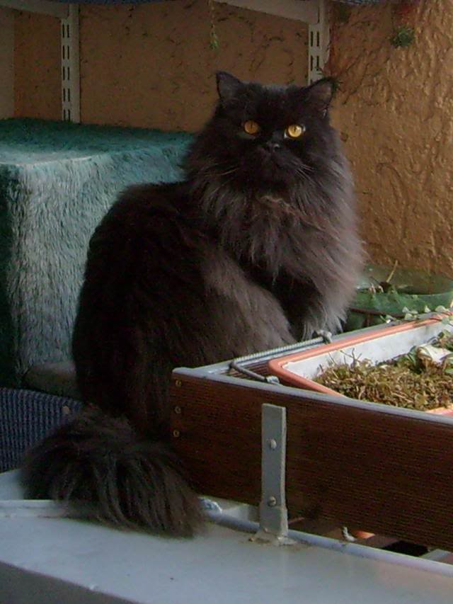 leo 001