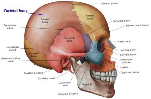 parietal bone1318712872533