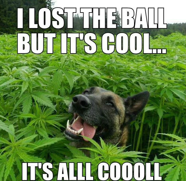 i-lost-my-ball-but-its-cool