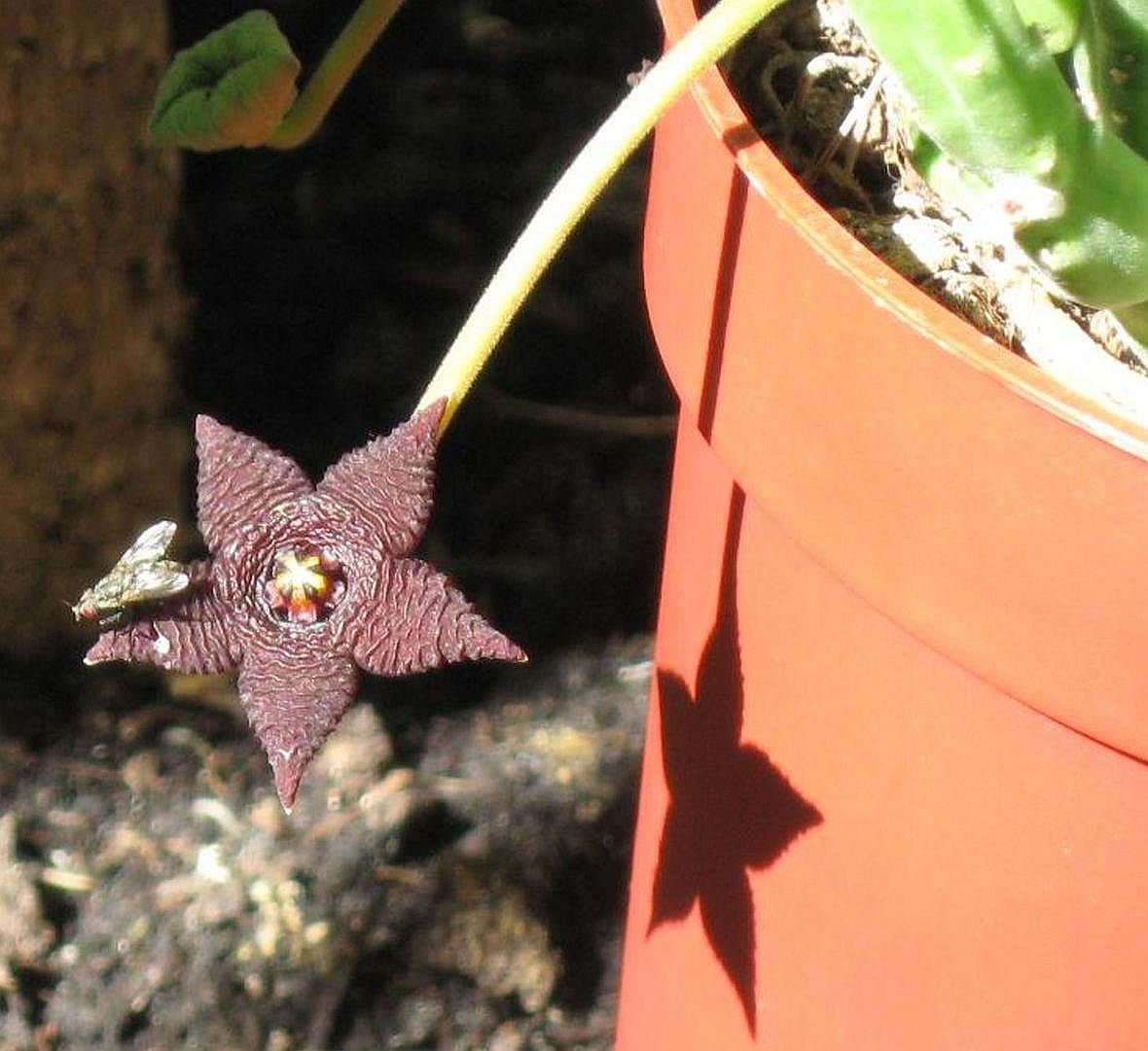 b18ff5 Stapelia