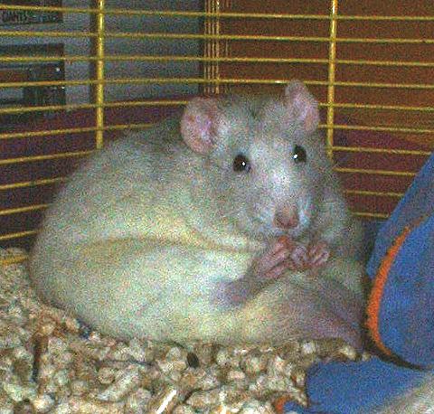 fat rat by TheLost82