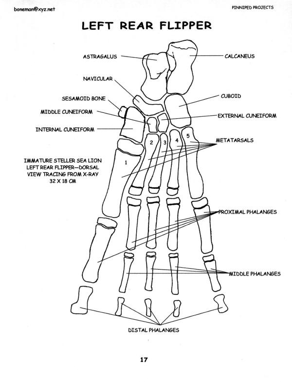 t31e7b2 pinniped-sample-page-1