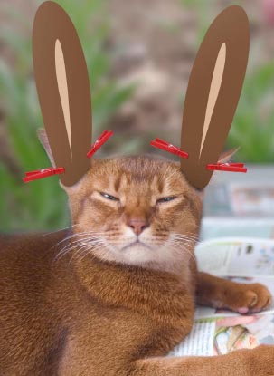 osterkatze