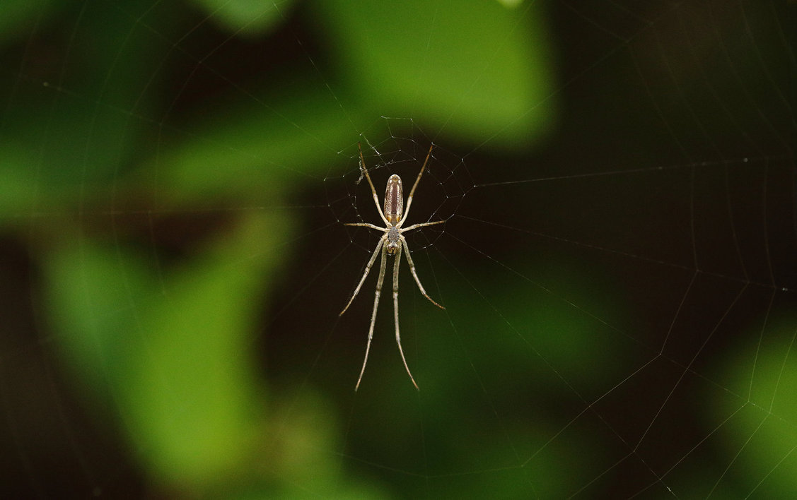 spider by kb fotografie-d63qnmo