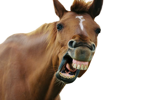 from-the-horses-mouth